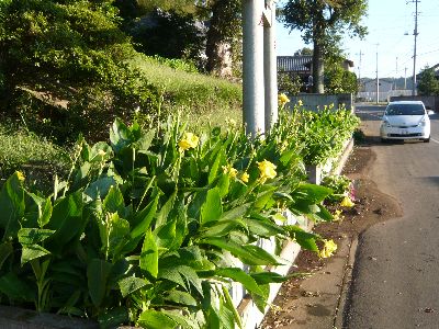 鳥居横の花壇