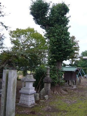 境内の神木