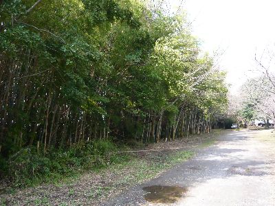 境内横の竹林