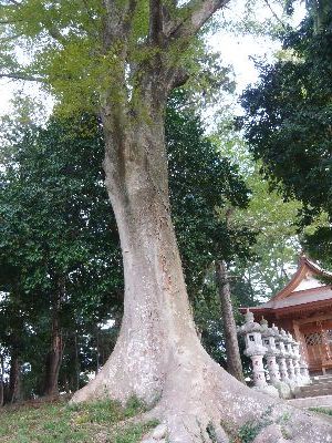 境内の神木(鳥居傍）