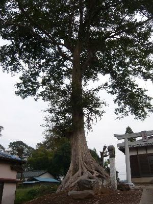 境内の神木