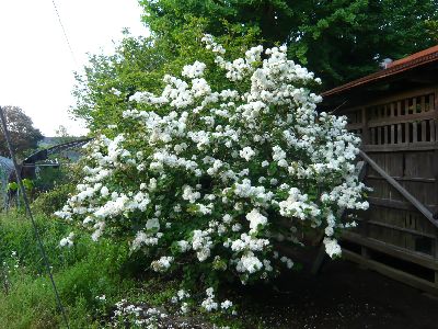 神殿横の大手鞠