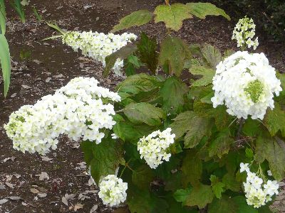 参道の白い紫陽花