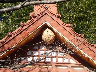 拝殿のスズメ蜂の巣