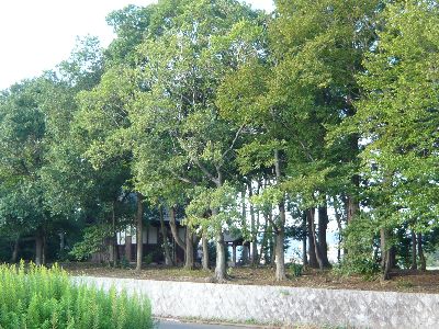 神社の全体像