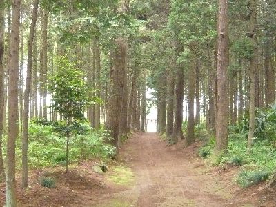 参道から鳥居方向