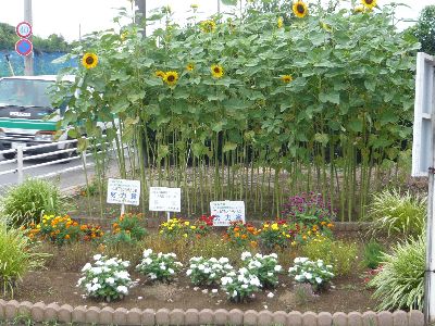 周辺子ども会の花壇