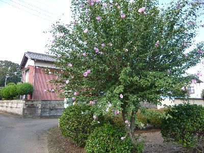 入口近くの木槿（ムクゲ）の花