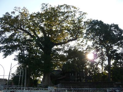 神社の全景