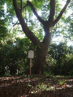 土浦市指定名木・古木イヌザクラ