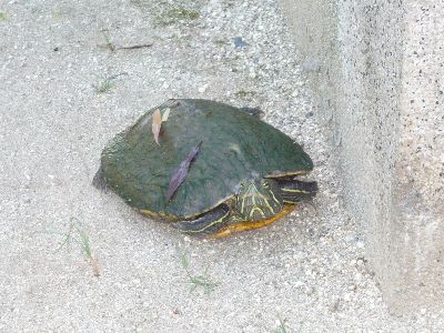 鳥居前の亀