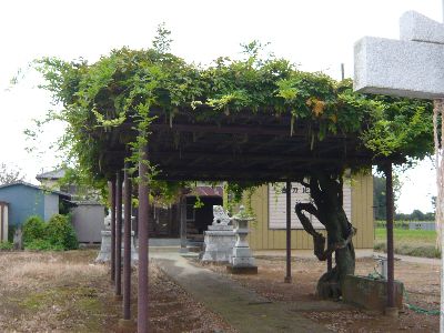 参道の藤棚