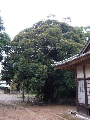 境内の神木（シイ）