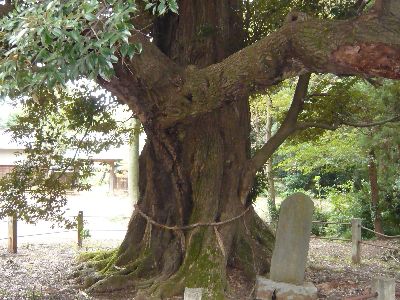 境内の神木（シイ）