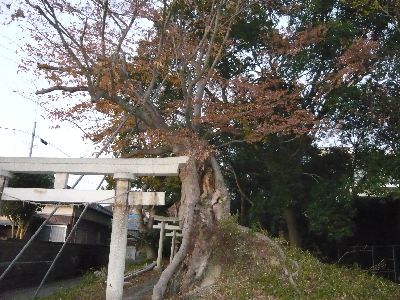 鳥居横の神木