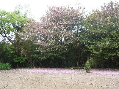 駐車場の山桜