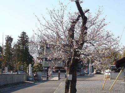 境内前の桜