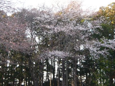 境内駐車場の桜