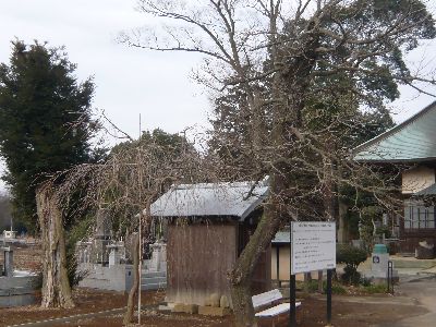 老垂れ桜