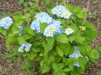 参道脇の紫陽花