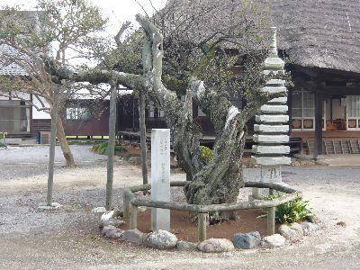 妙徳寺の梅(天然記念物)