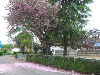 境内の山桜