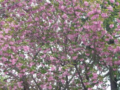 境内の山桜