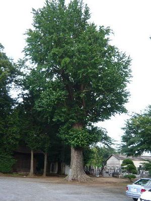 常福寺のイチョウ