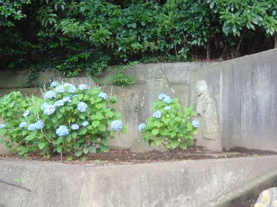 坂道の紫陽花