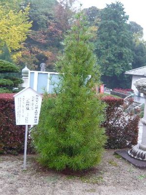 高野槇（秋篠宮御植樹）