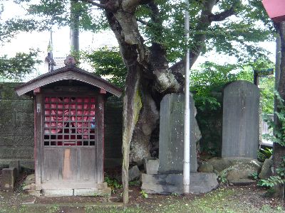 老桜と地蔵堂