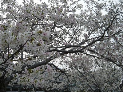 桜2