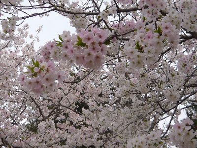 桜3