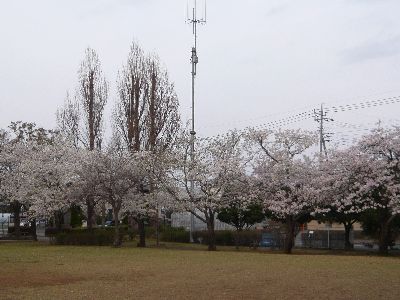 桜7