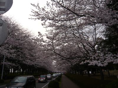 桜通り1