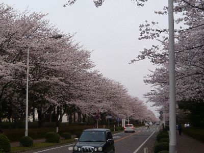 桜通り2