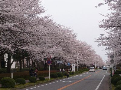 桜通り3