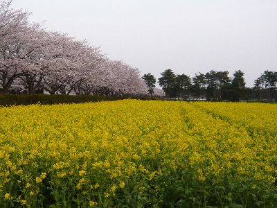 桜と菜の花2