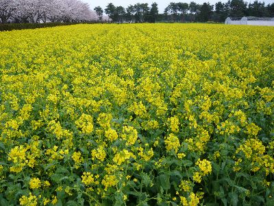 菜の花1