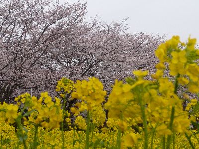 桜と菜の花3