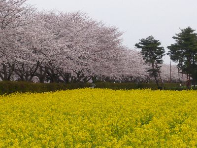 桜と菜の花4