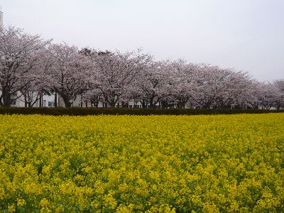 桜と菜の花5