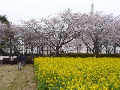 桜と菜の花6