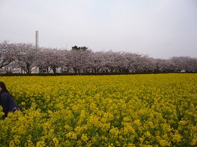 桜と菜の花7
