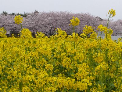 桜と菜の花8