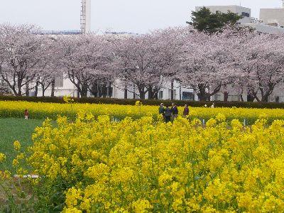 桜と菜の花9