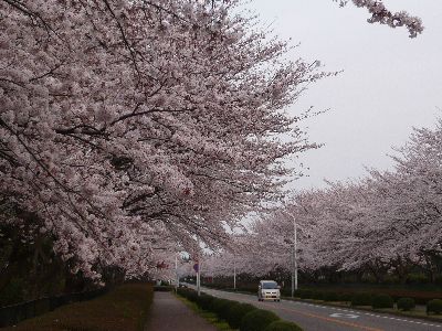 桜通り5