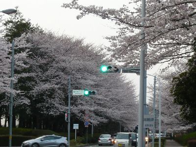 桜と信号1
