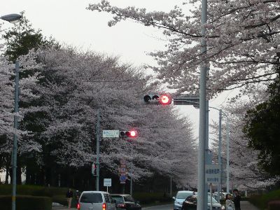 桜と信号2