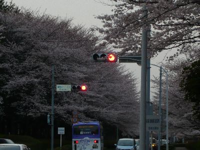 桜と信号3